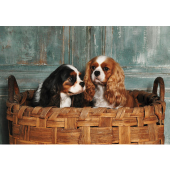 11379 - chiens