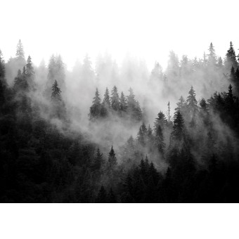 13564 - forêt dans le brouillard