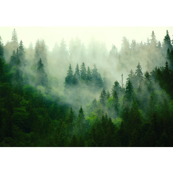 14210 - nature, forêt dans le brouillard, chaleur, verdure