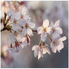 Papier peint photo fleurs de cerisier nature chambre salon papier peint intissé 300x210