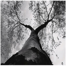 Papier peint arbre noir et blanc forêt chambre salon papier peint intissé 200x140