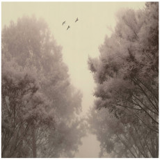 Papier peint photo forêt vintage rétro chambre salon papier peint intissé 200x140