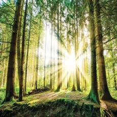 10143 - Forêt verte au soleil