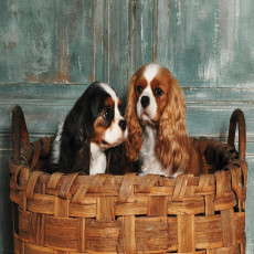 11379 - chiens