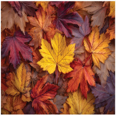 Papier peint photo feuilles nature automne chambre salon papier peint intissé 250x175