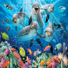 12849 - dauphins - selfies