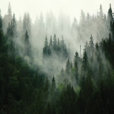 Papier peint forêt dans le brouillard pour chambre à coucher salon papier peint intissé