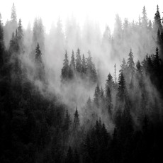 13564 - forêt dans le brouillard
