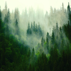 14210 - nature, forêt dans le brouillard, chaleur, verdure