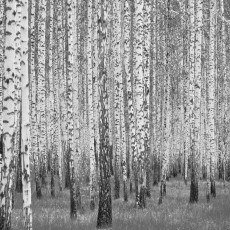 14211 - Nature : forêt de bouleaux noirs et blancs