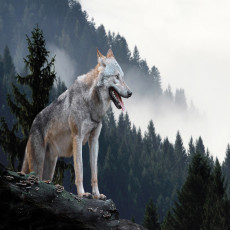 Peinture sur toile représentant un loup dans une montagne et une forêt embrumées (grand format)