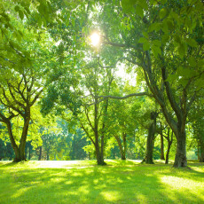 Papier peint forêt Soleil arbres nature prairie pour salon chambre à coucher papier peint