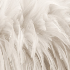 15279 - Abstraction pastel : plumes délicates, bohème