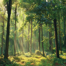 Papier peint forêt Soleil sur intissé cuisine chambre salon papier peint