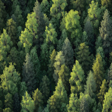Papier peint forêt arbres nature chambre salon papier peint intissé