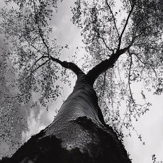 Papier peint arbre noir et blanc forêt chambre salon papier peint intissé