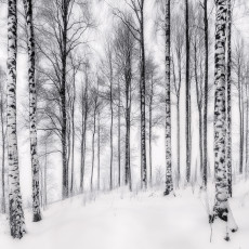Papier peint 3D forêt de bouleaux arbres nature pour mur chambre salon