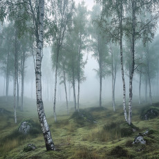 Papier peint photo forêt de bouleaux 3D nature brouillard pour mur chambre salon