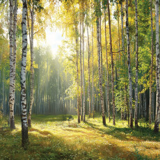 Papier peint photo forêt 3D arbres nature vert pour mur chambre salon