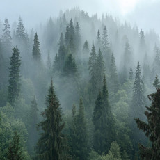 Papier peint forêt dans le brouillard arbres 3D nature pour mur chambre salon