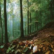 Papier peint photo forêt 3D nature arbres paysage pour mur chambre salon