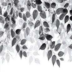 Papier peint photo feuilles noir et blanc à accrocher au mur chambre salon
