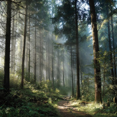 Papier peint 3D forêt arbres nature paysage pour la chambre à coucher salon