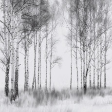 Papier peint forestier 3D noir et blanc arbres pour mur chambre salon