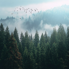 Papier peint forêt dans le brouillard 3D arbres nature pour mur chambre salon
