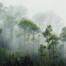 Papier peint 3D forêt arbres brouillard vert pour mur chambre salon