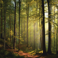 Papier peint forêt Arbres ensoleillés nature pour la chambre à coucher salon
