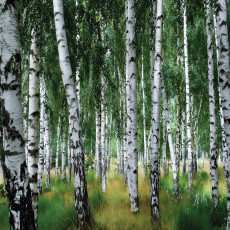 Papier peint photo forêt de bouleaux arbres nature pour mur chambre salon