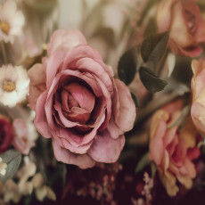 Papier peint photo fleurs roses nature chambre salon papier peint intissé