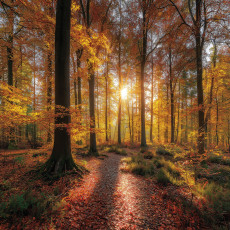 Papier peint forêt arbres nature chambre salon papier peint intissé
