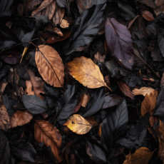 Papier peint photo feuilles nature noir chambre à coucher salon papier peint intissé