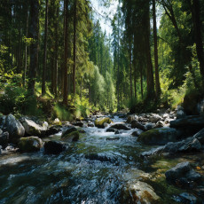 Papier peint photo forêt rivière paysage chambre salon papier peint intissé