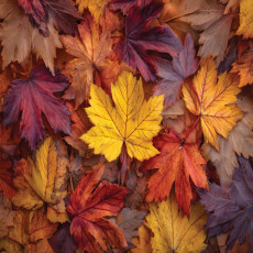 Papier peint photo feuilles nature automne chambre salon papier peint intissé