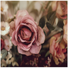 Papier peint photo fleurs roses nature chambre salon papier peint intissé 300x210