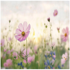 Papier peint photo fleurs des champs nature chambre à coucher salon papier peint intissé 250x175