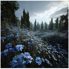 Papier peint photo : fleurs, prairie, arbres, forêt ; chambre, salon ; papier peint intissé 200 x 140