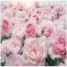 Papier peint floral roses pastel chambre à coucher salon papier peint intissé 300x210