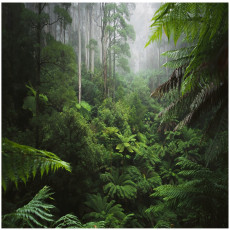 Papier peint photo forêt tropicale jungle feuilles pour salon chambre à coucher papier peint 300x210