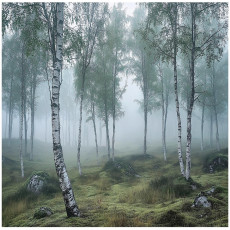 Papier peint photo forêt de bouleaux 3D nature brume pour mur chambre salon 300x210