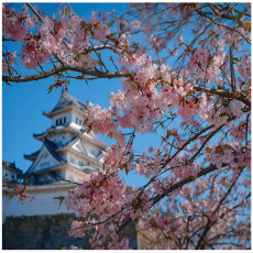 Papier peint fleur de cerisier palais 3D chambre salon papier peint intissé 200x140