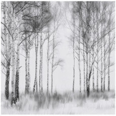Papier peint forestier 3D noir et blanc arbres pour mur chambre salon 150x105