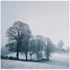 Papier peint arbre brouillard paysage chambre salon papier peint intissé 250x175