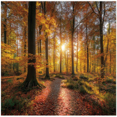 Papier peint photo forêt arbres nature chambre salon papier peint intissé 350x250