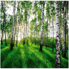 Papier peint photo forêt de bouleaux 3D pour chambre à coucher salon papier peint mural 250x175