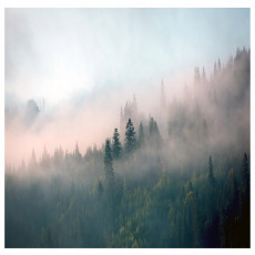 Papier peint forêt dans le brouillard pour chambre à coucher salon nature papier peint mural 250x175