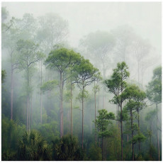 Papier peint 3D forêt arbres brouillard vert pour mur chambre salon 350x250